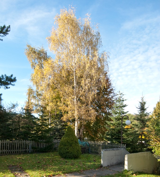 Birke vor Buche_DSC0051_2