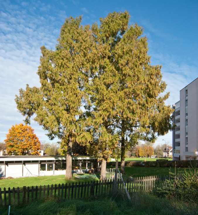 Urwelt-Mammutbäume 01_DSC0020_2