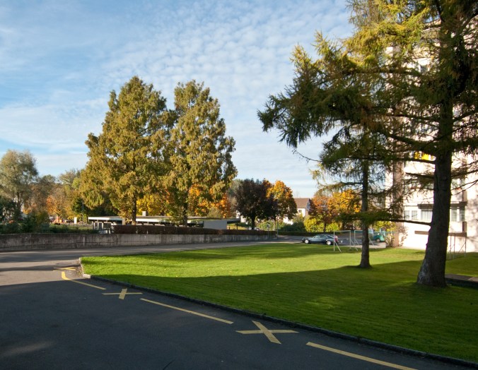 Urwelt Mammutbäume 02_DSC0052_2